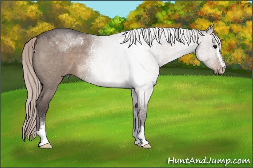 Horse Color:Silver Grullo Roan Sabino 