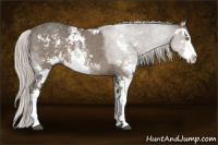 Horse Color:Silver Grullo Sabino 