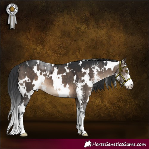 Horse Color:White Spotted Brown Dun Sabino