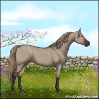 Horse Color:Liver Red Dun Rabicano 