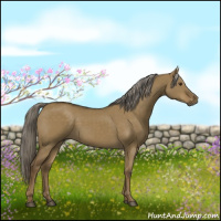 Horse Color:Chocolate Palomino Dun Rabicano 
