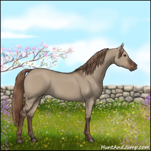 Horse Color:Liver Red Dun Rabicano 