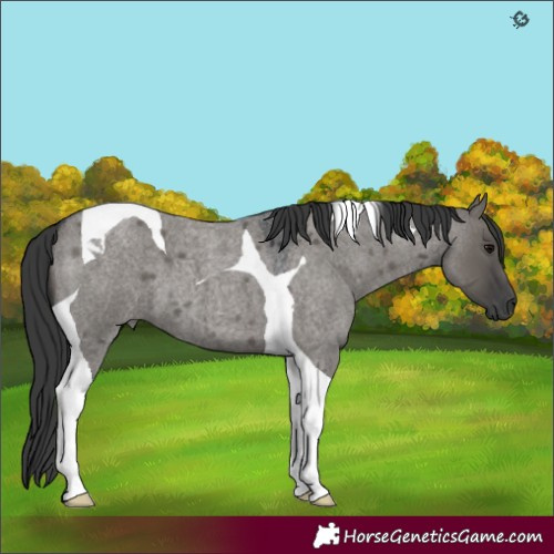 Horse Color:Grullo Roan Tobiano 