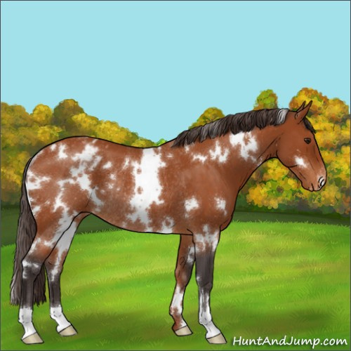 Horse Color:White Spotted Buckskin Roan Varnish Rabicano