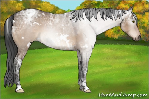 Horse Color:Gray White Spotted Brown Ice Dun Sabino Appaloosa 
