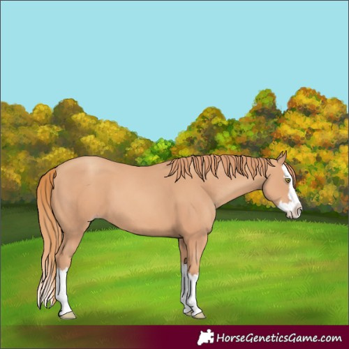 Horse Color:Gold Champagne Splash 