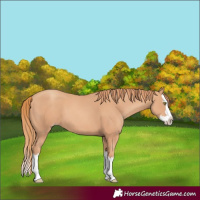Horse Color:Gold Champagne Splash