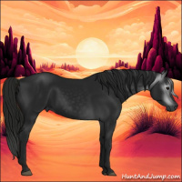 Horse Color:Gray Black
