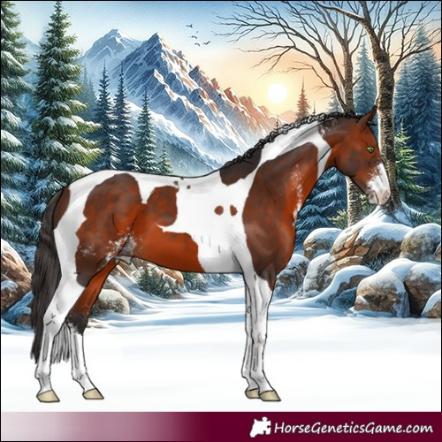 Horse Color:Bay Sabino Tobiano