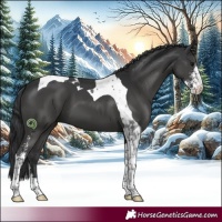 Horse Color:Black Sabino Tobiano 