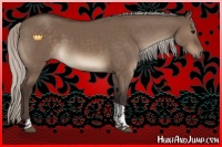 Horse Color:Silver Brown Dun Tobiano 