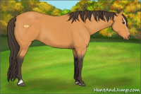 Horse Color:Buckskin Sabino 