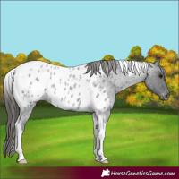 Horse Color:Blue Roan Tobiano Appaloosa