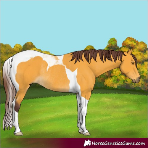 Horse Color:Chocolate Buckskin Tobiano Rabicano 