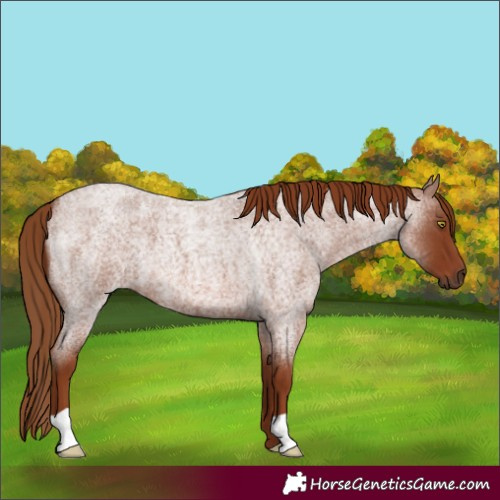 Horse Color:Red Roan