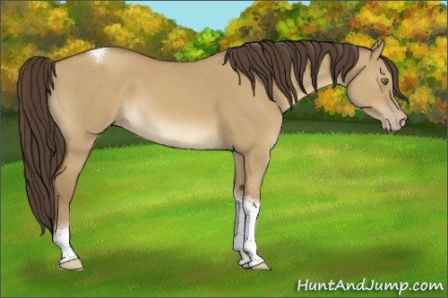 Horse Color:Classic Cream Champagne Dun Tobiano 
