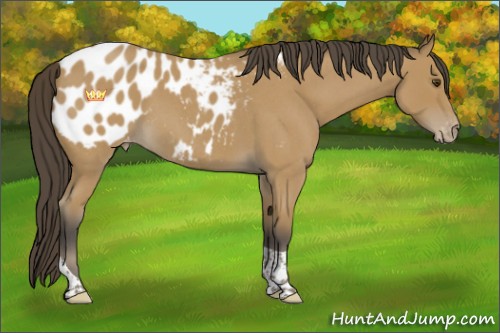 Horse Color:Buckskin Roan Tobiano Near Leopard 