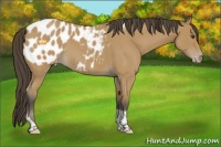 Horse Color:Buckskin Roan Tobiano Near Leopard 