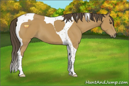 Horse Color:Buckskin Sabino Tobiano 