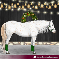 Horse Color:Chestnut Appaloosa 