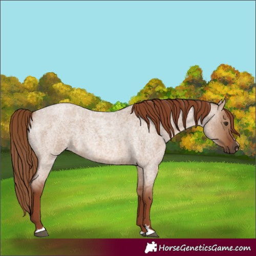 Horse Color:Red Dun Roan 