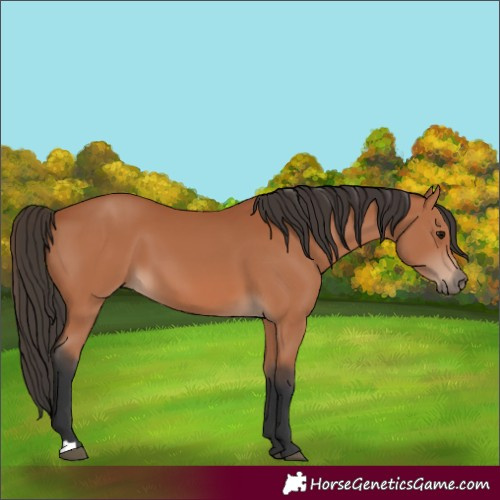 Horse Color:Bay 