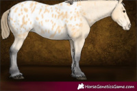 Horse Color:Buckskin Appaloosa 