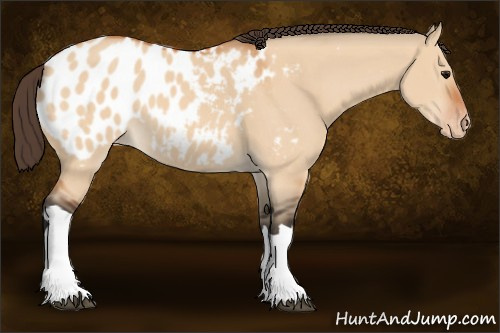 Horse Color:Bay Dun Appaloosa 