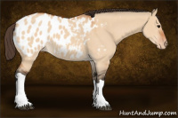 Horse Color:Bay Dun Appaloosa 