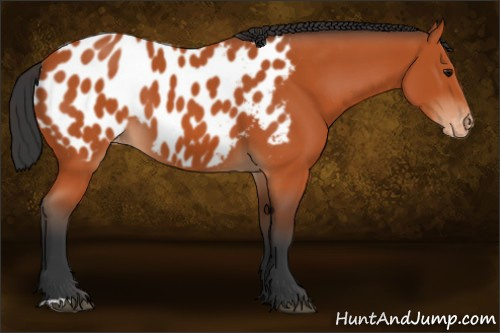 Horse Color:Bay Appaloosa 