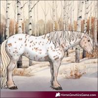 Horse Color:Chestnut Appaloosa 