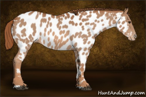 Horse Color:Red Roan Appaloosa 