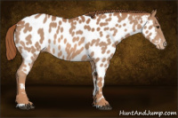 Horse Color:Red Roan Appaloosa 