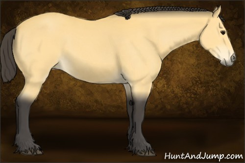 Horse Color:Buckskin