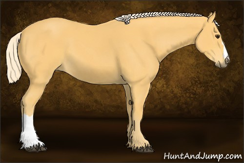 Horse Color:Palomino 