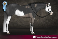 Horse Color:Grullo  and Black Splash 
