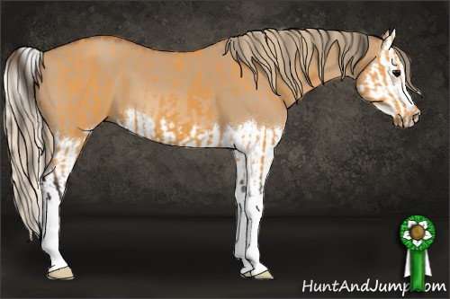 Horse Color:Buckskin  and Red Dun Splash 