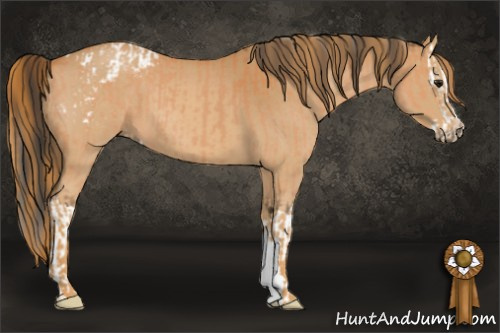 Horse Color:Bay Roan Splash Appaloosa  and Red Roan 
