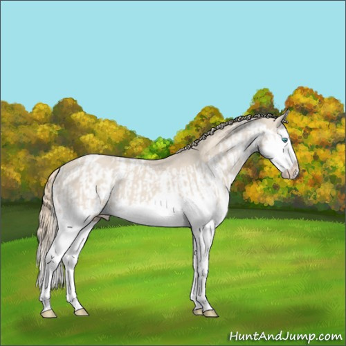 Horse Color:Smoky Creme Splash  and Smoky Creme Splash Appaloosa 