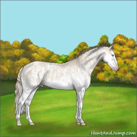 Horse Color:Smoky Creme Splash and Smoky Creme Splash Appaloosa
