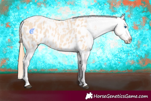 Horse Color:Gold Champagne Roan Dun Splash Tobiano Frame Appaloosa Rabicano 