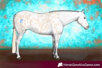 Horse Color:Gold Champagne Roan Dun Splash Tobiano Frame Appaloosa Rabicano
