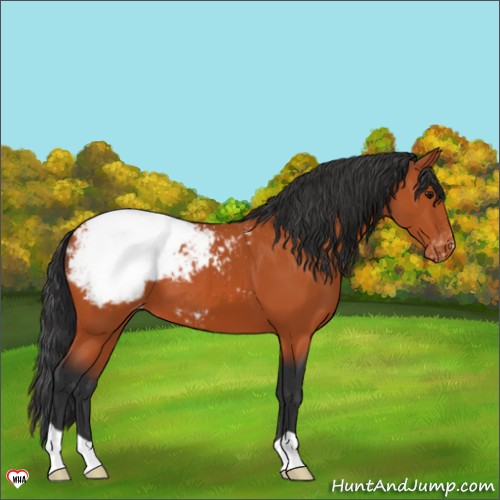 Horse Color:Bay Appaloosa 
