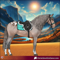 Horse Color:Bay Appaloosa 