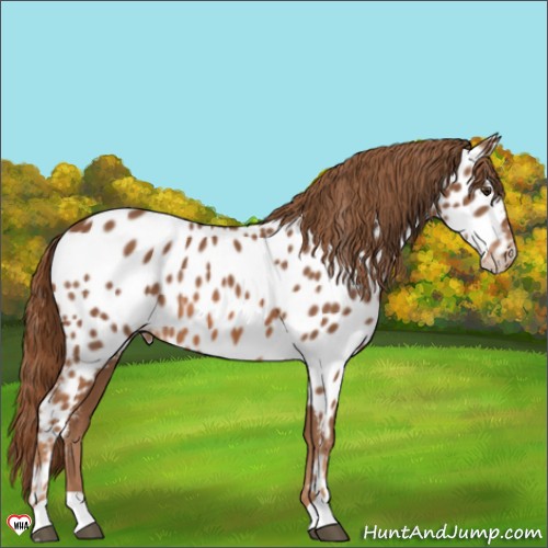 Horse Color:Chestnut Appaloosa 
