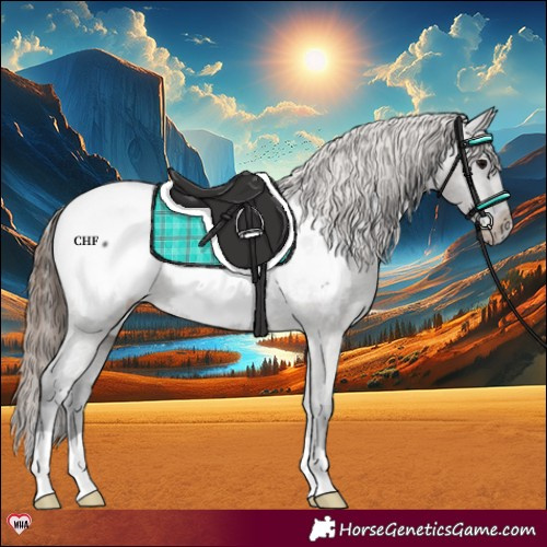 Horse Color:Grullo Appaloosa 