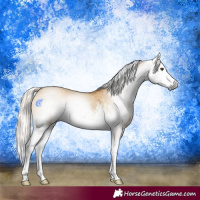 Horse Color:Gray White Spotted Palomino Dun Splash 