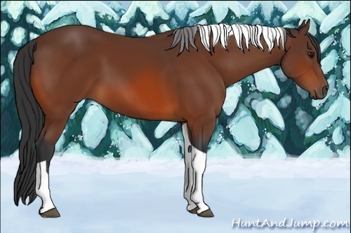 Horse Color:Bay Tobiano