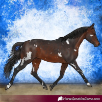 Horse Color:White Spotted Brown 