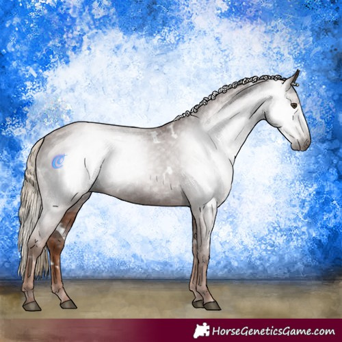 Horse Color:Gray White Spotted Chestnut Appaloosa 